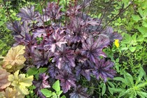 Happy Purple