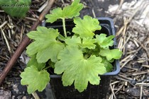 Камнеломка кортузолистная Maigrün(Saxifraga cortusifolia Maigrün)