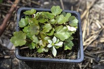 Камнеломка Форчуна Sybill Trelawney(Saxifraga fortuunei Sybill Trelawney)