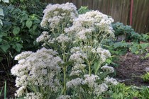 Посконник Snowball (Eupatorium rugosum Snowball)